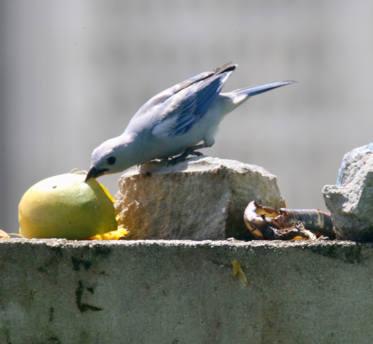 Blue-gray Tanager - ML141411351