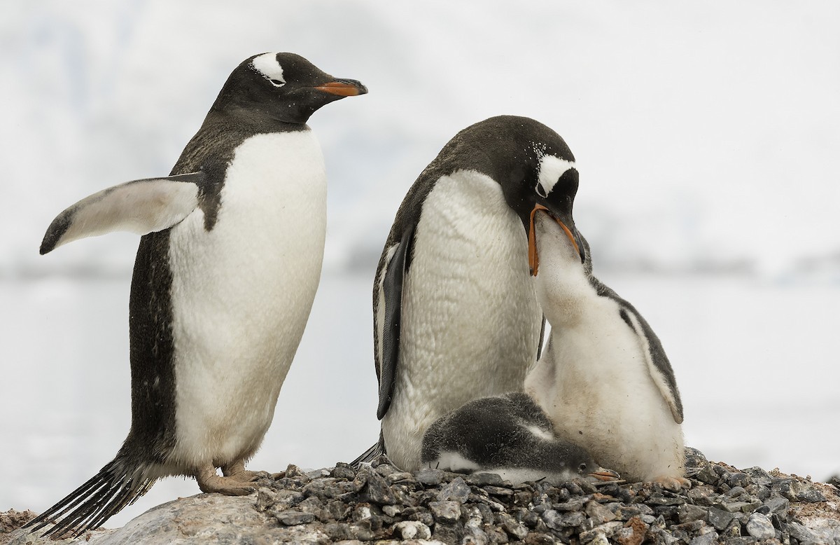 Gentoo Penguin - Ian Routley