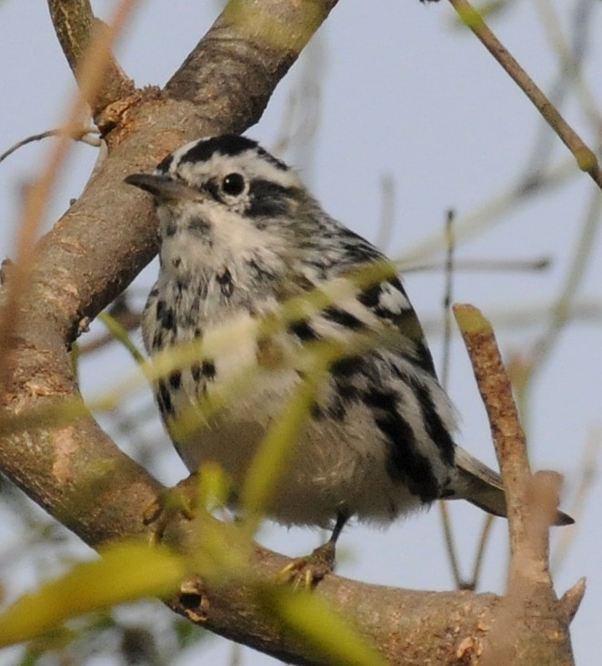 Black-and-white Warbler - ML141412081