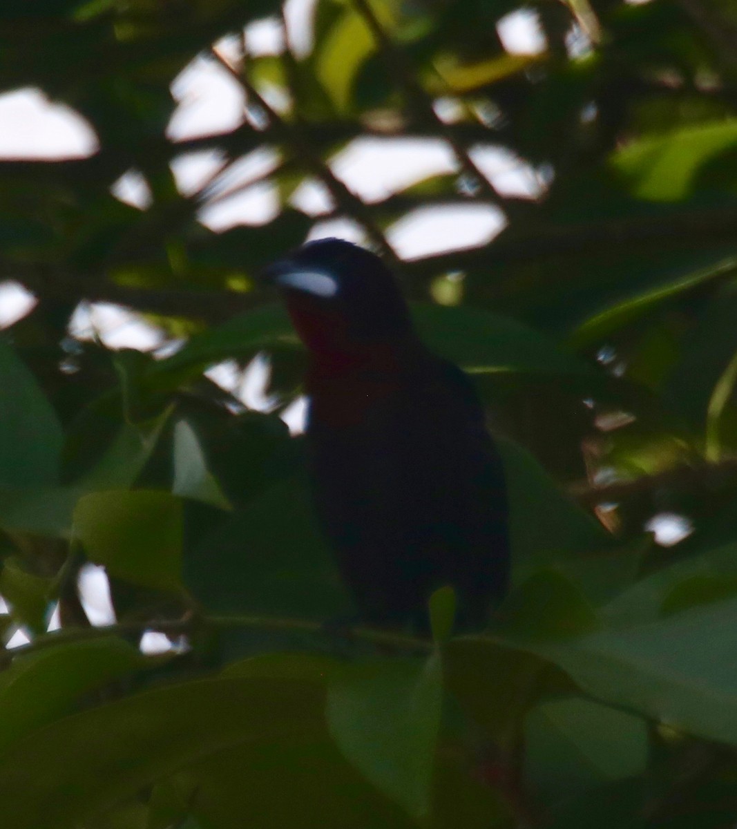 Silver-beaked Tanager - ML141412221