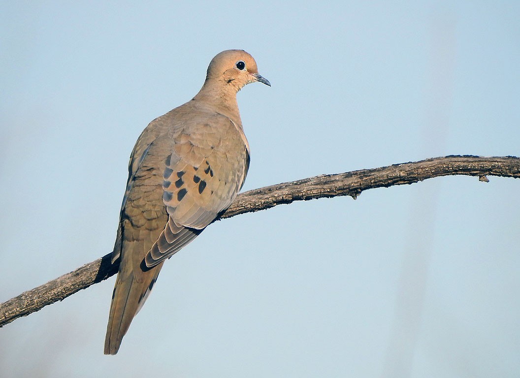 Mourning Dove - Ad Konings