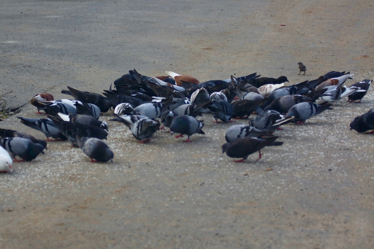 Rock Pigeon (Feral Pigeon) - Randy Bumbury