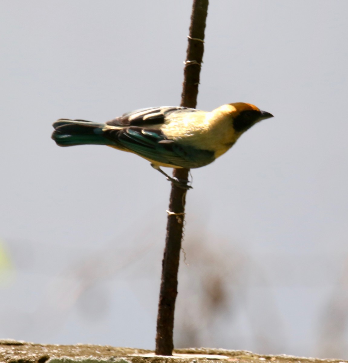 Burnished-buff Tanager - ML141413311