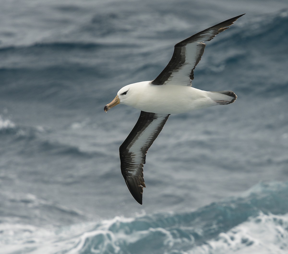 Black-browed Albatross - Ian Routley