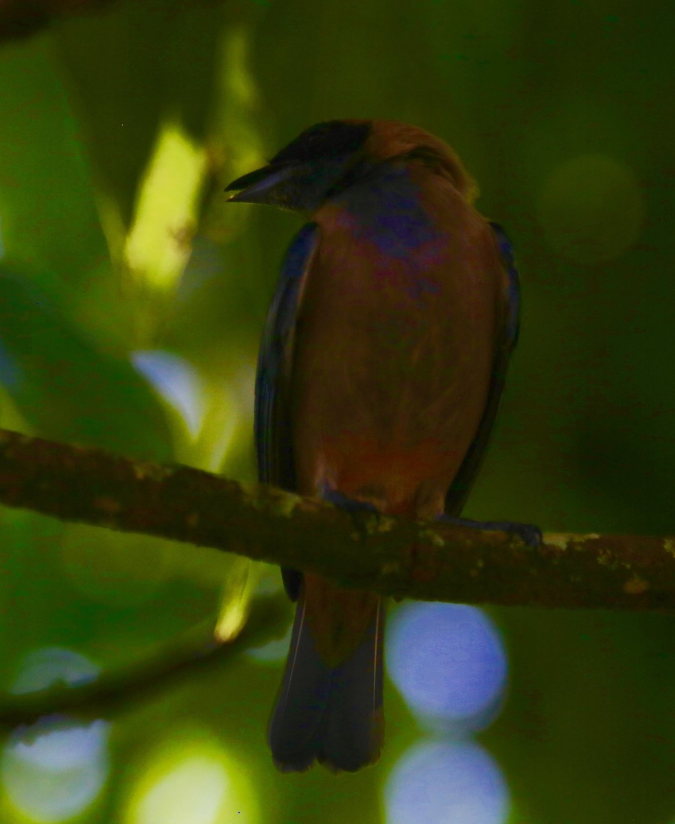 Burnished-buff Tanager - ML141413331
