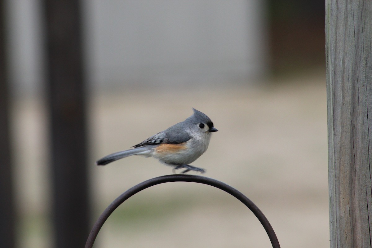 Tufted Titmouse - Kevin Brewer