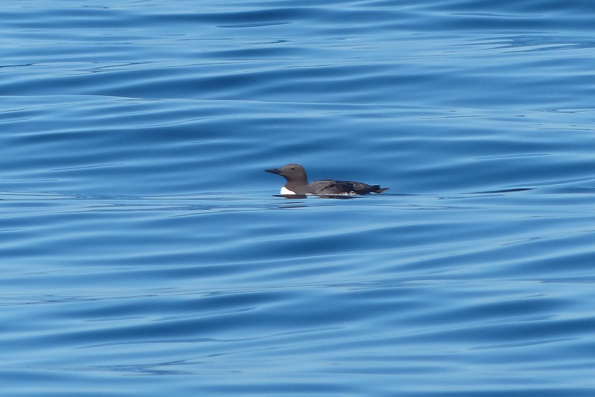 Common Murre - Chad Fike