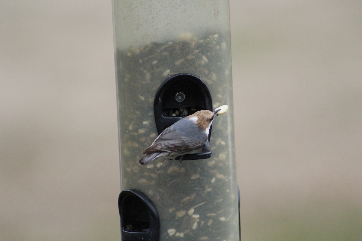 Brown-headed Nuthatch - ML141414951