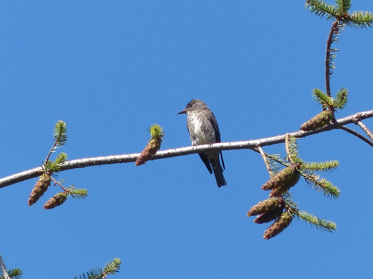 Olive-sided Flycatcher - Chad Fike