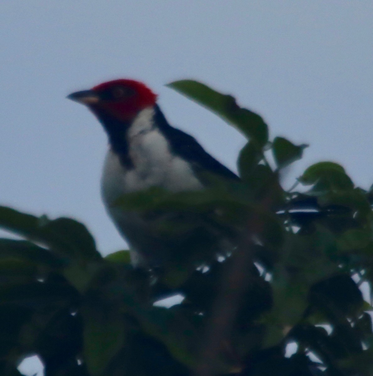 Red-capped Cardinal - ML141417211