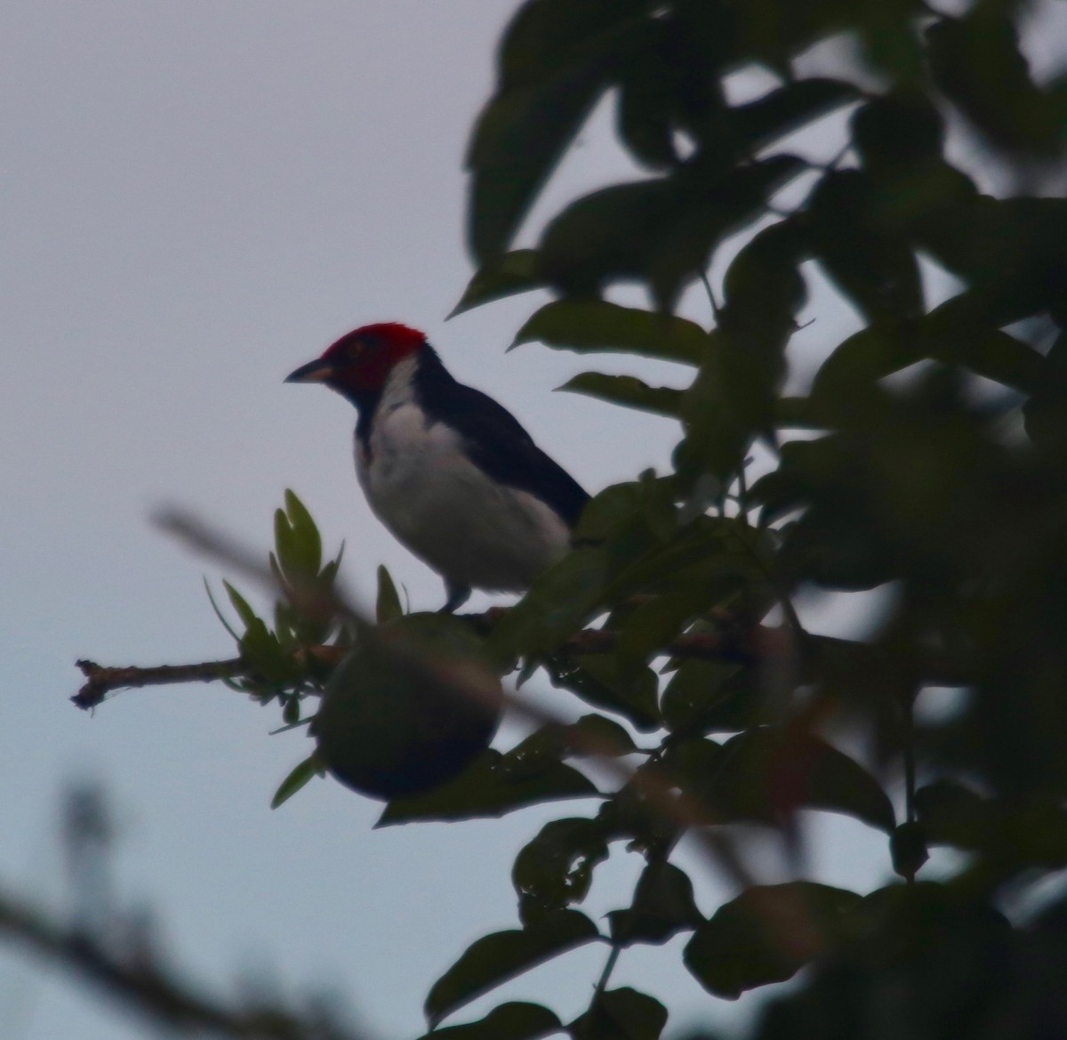 Red-capped Cardinal - ML141417251