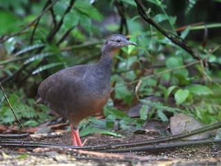 Black-capped Tinamou - Crypturellus atrocapillus - Birds of the World