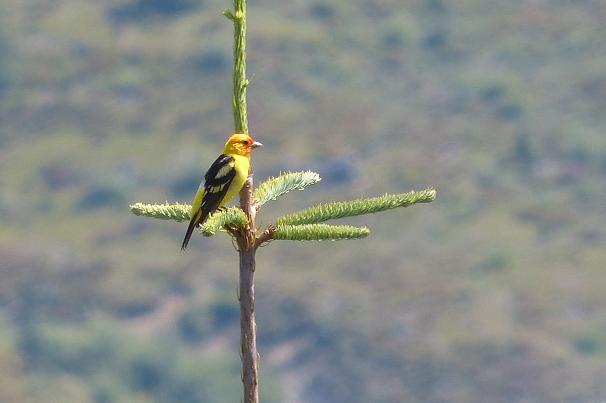 Western Tanager - Chad Fike