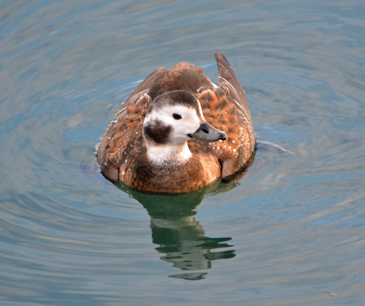 Long-tailed Duck - ML141418711
