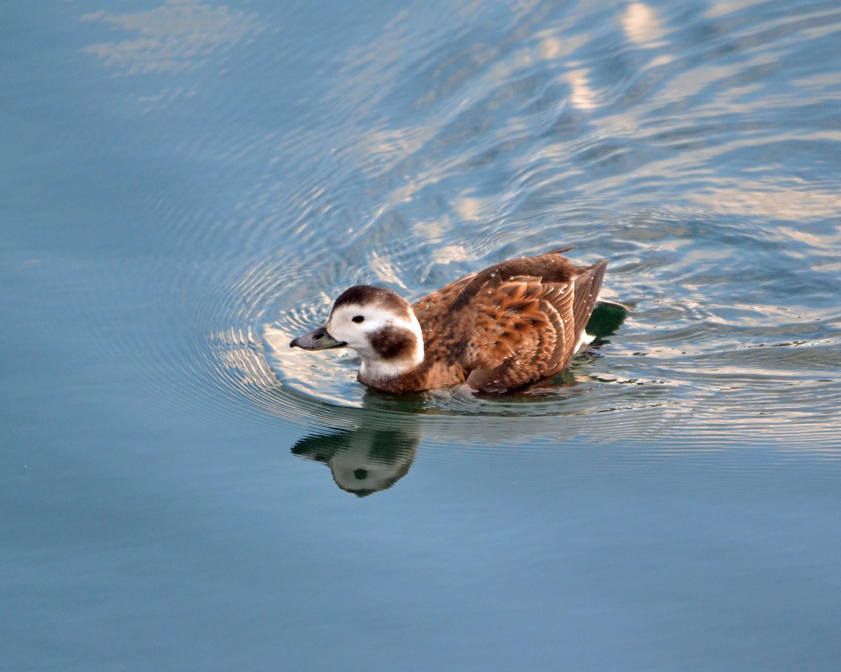Long-tailed Duck - ML141419471