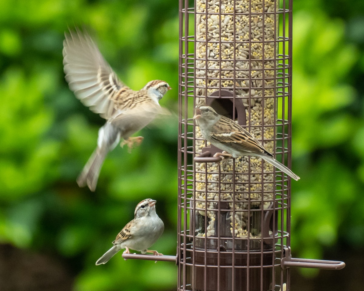 Chipping Sparrow - Rackoff Wayne