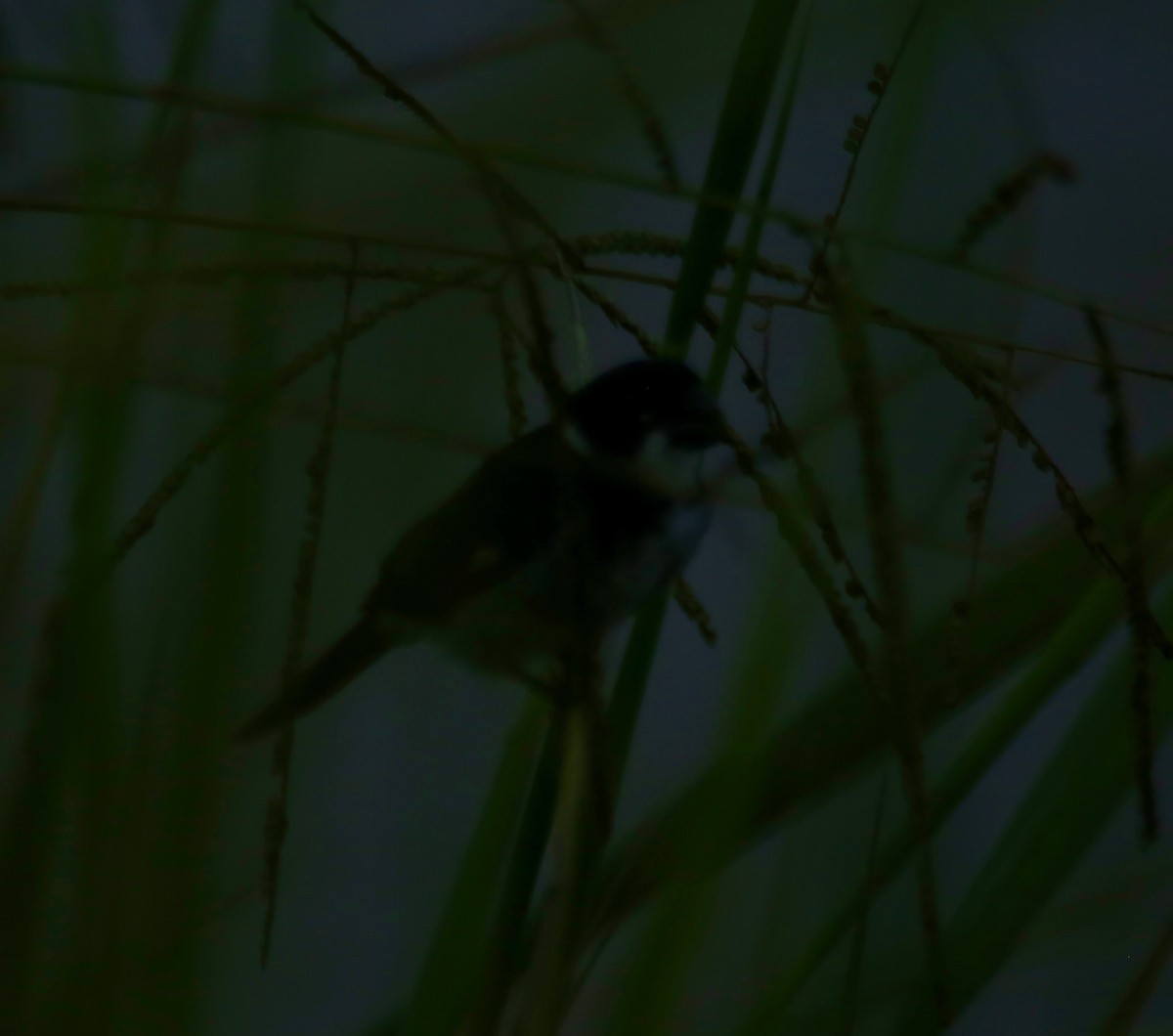 Wing-barred Seedeater - ML141419871