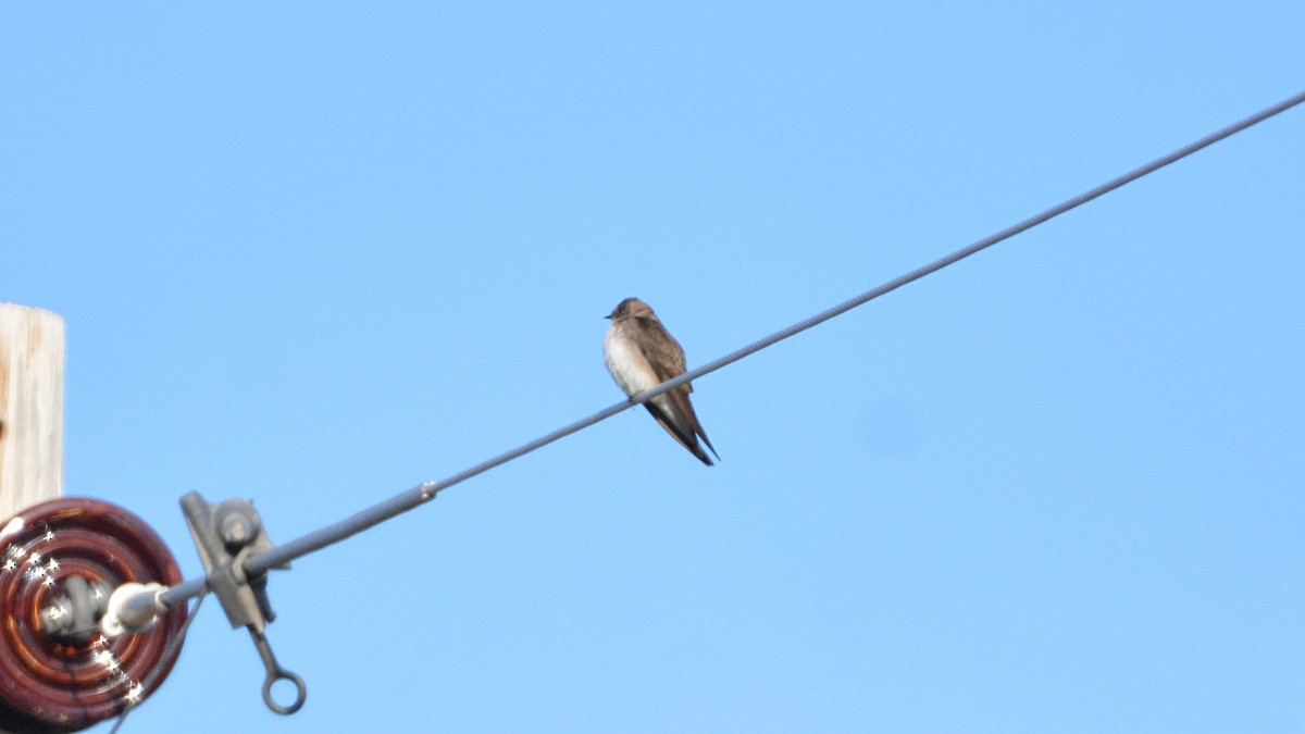 Northern Rough-winged Swallow - Carl Winstead