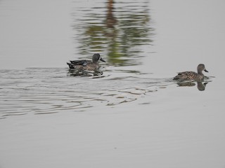 Blue-winged Teal, ML141422591