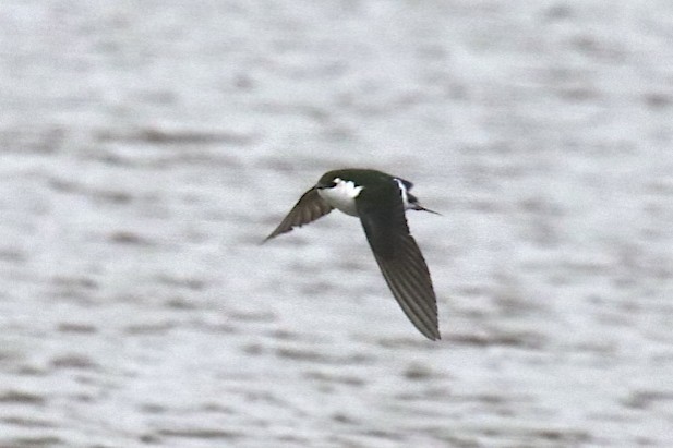 Violet-green Swallow - robert bowker