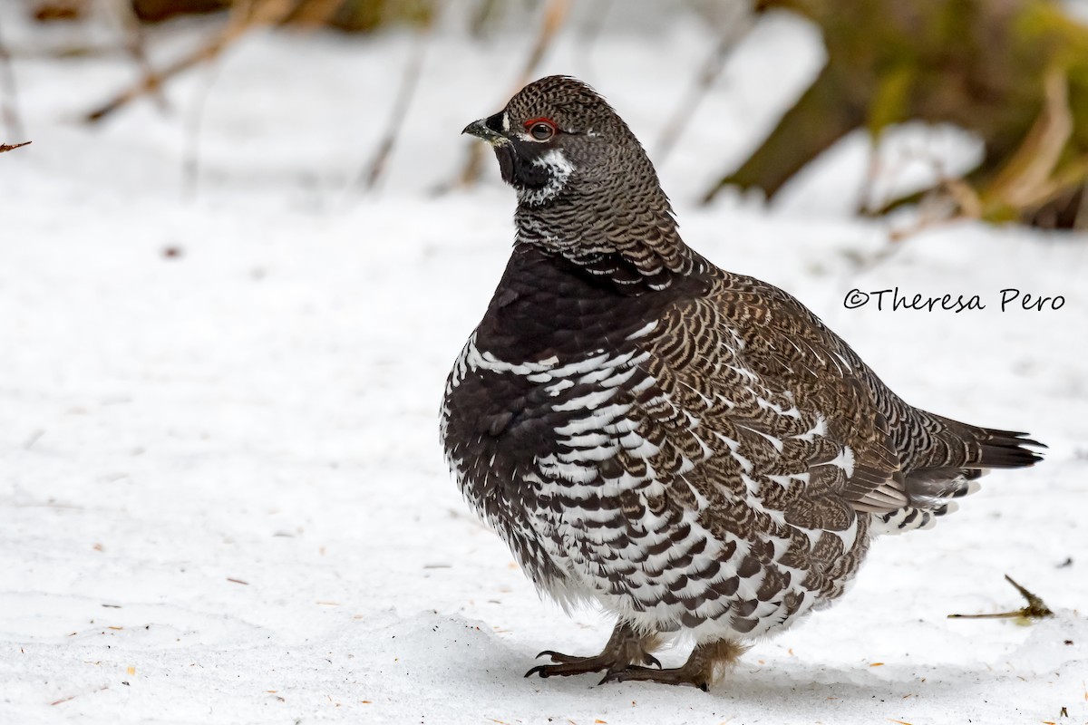 Spruce Grouse - Theresa Pero