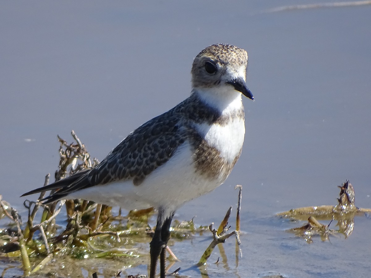 Two-banded Plover - Victor Gabriel Cardenas