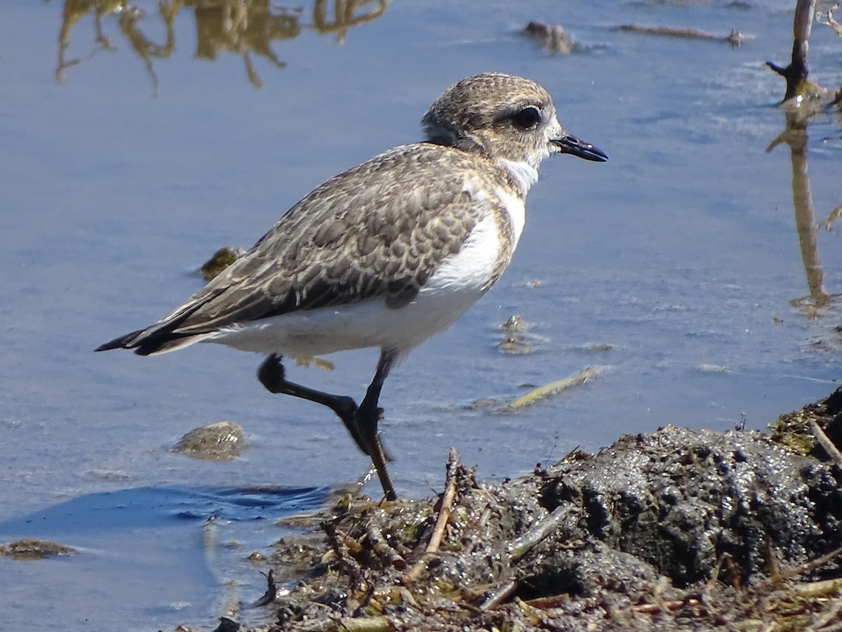Two-banded Plover - Victor Gabriel Cardenas
