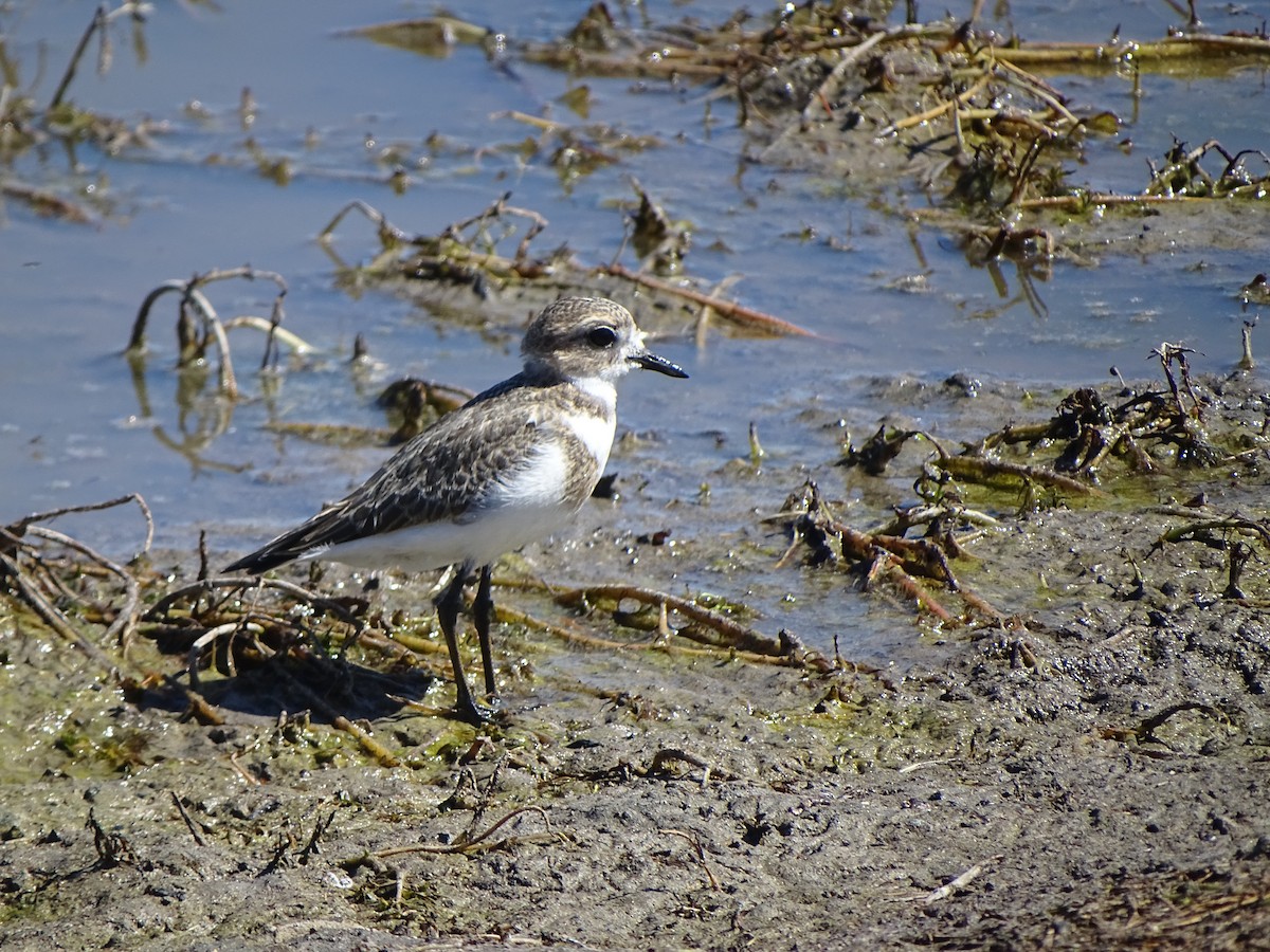 Two-banded Plover - ML141423911