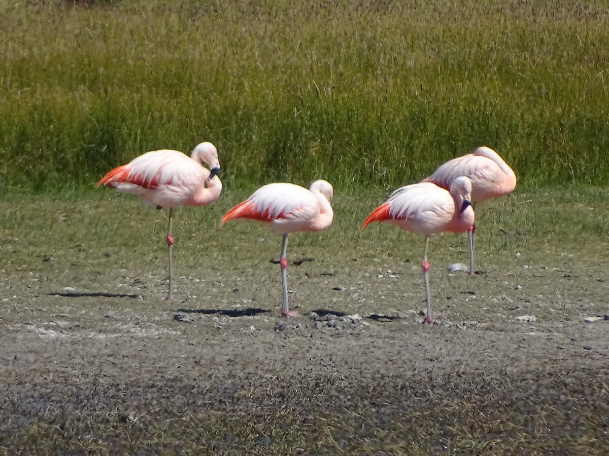 Şili Flamingosu - ML141424611