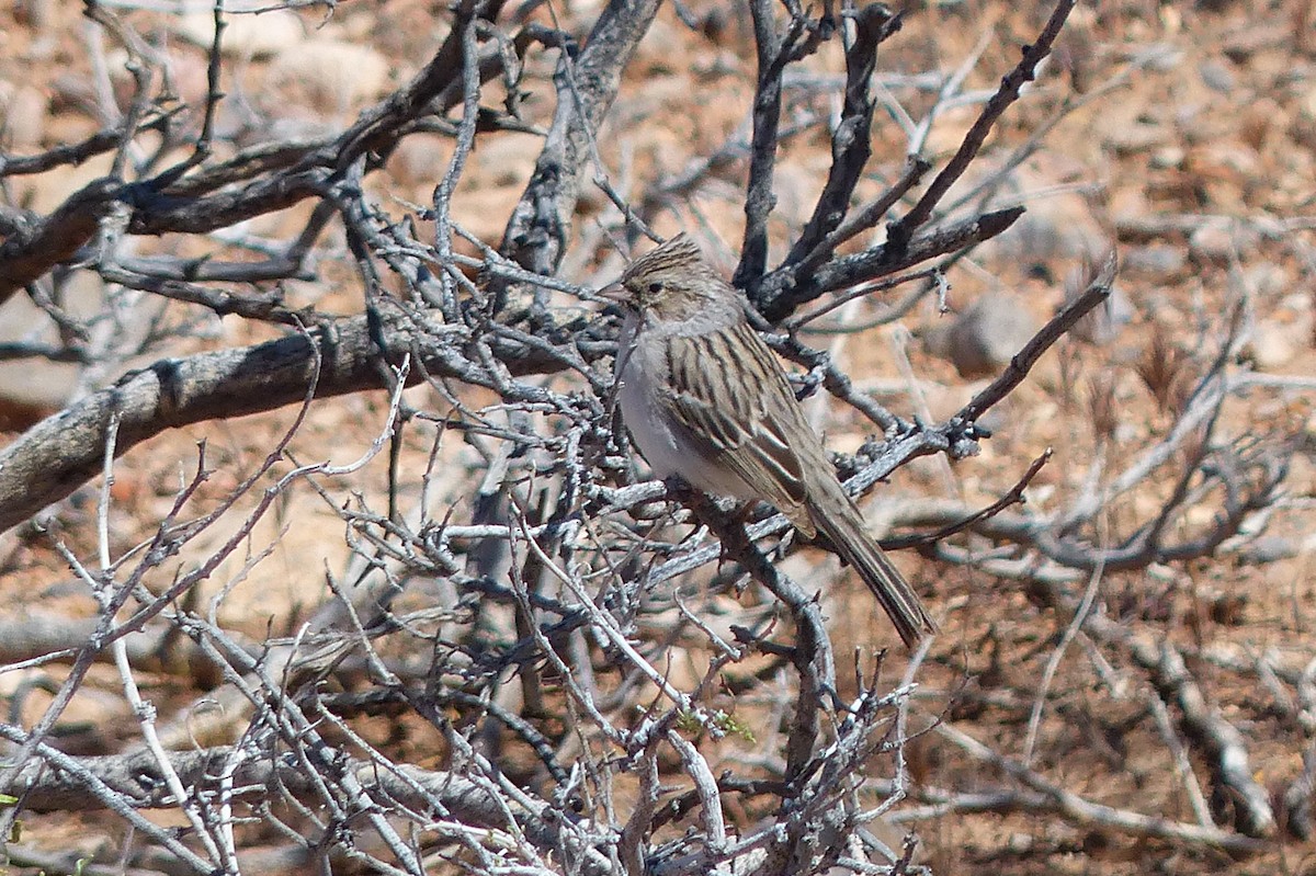 Brewer's Sparrow - Chad Fike