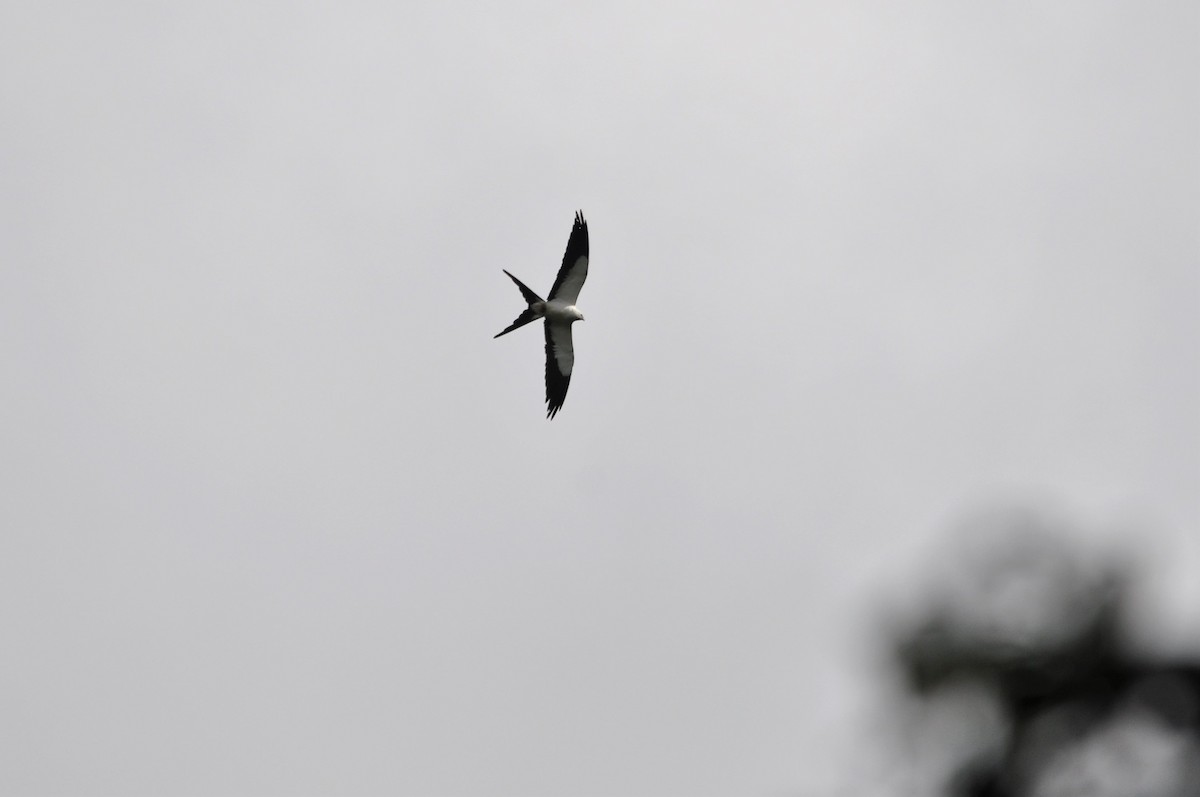 Swallow-tailed Kite - Heidi Krajewsky