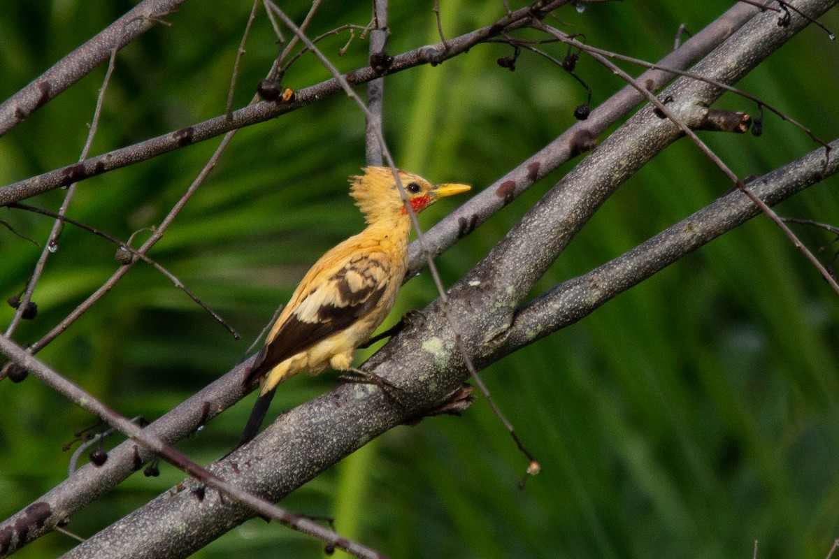 Cream-colored Woodpecker - ML141432241