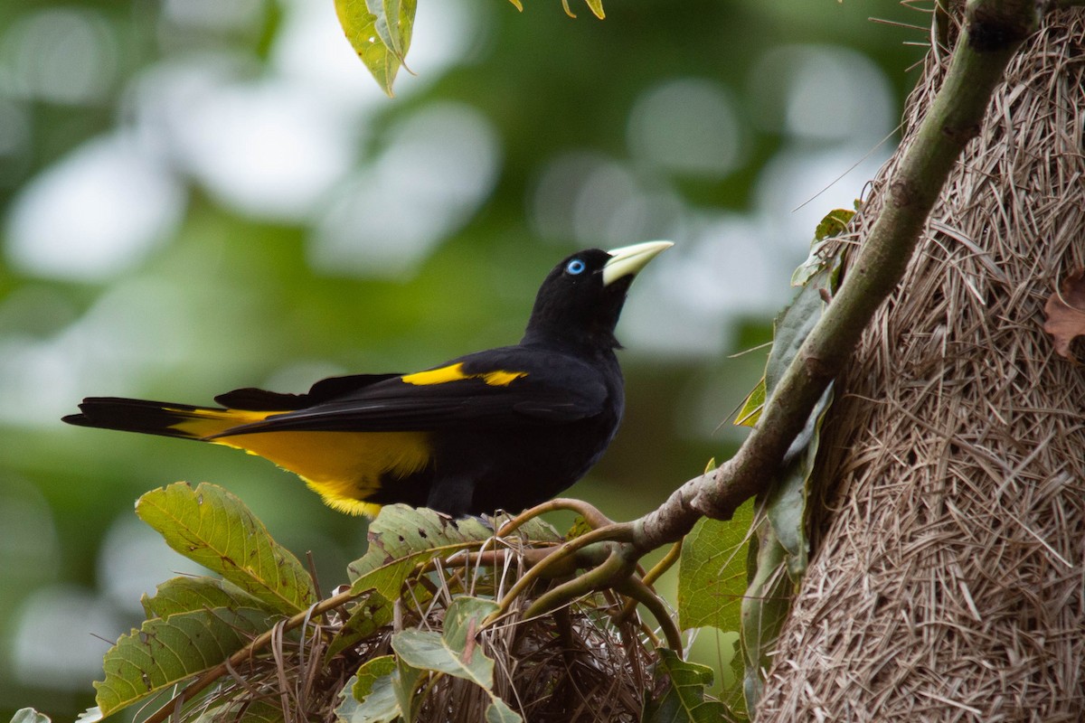 Yellow-rumped Cacique - ML141432431