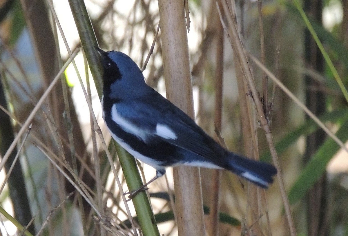 Black-throated Blue Warbler - ML141432571