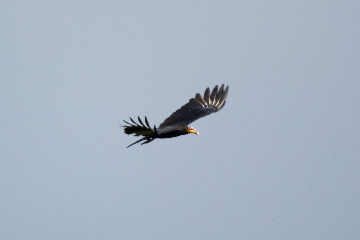Greater Yellow-headed Vulture - ML141433171