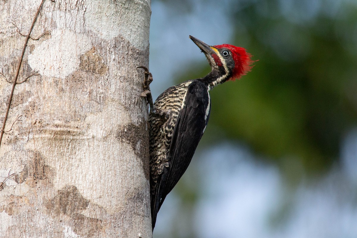 Lineated Woodpecker - João Vitor Andriola