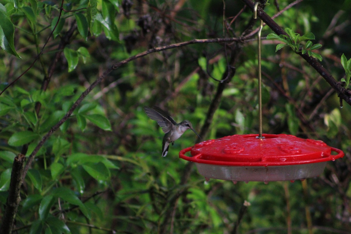 Ruby-throated Hummingbird - Bobby Walz