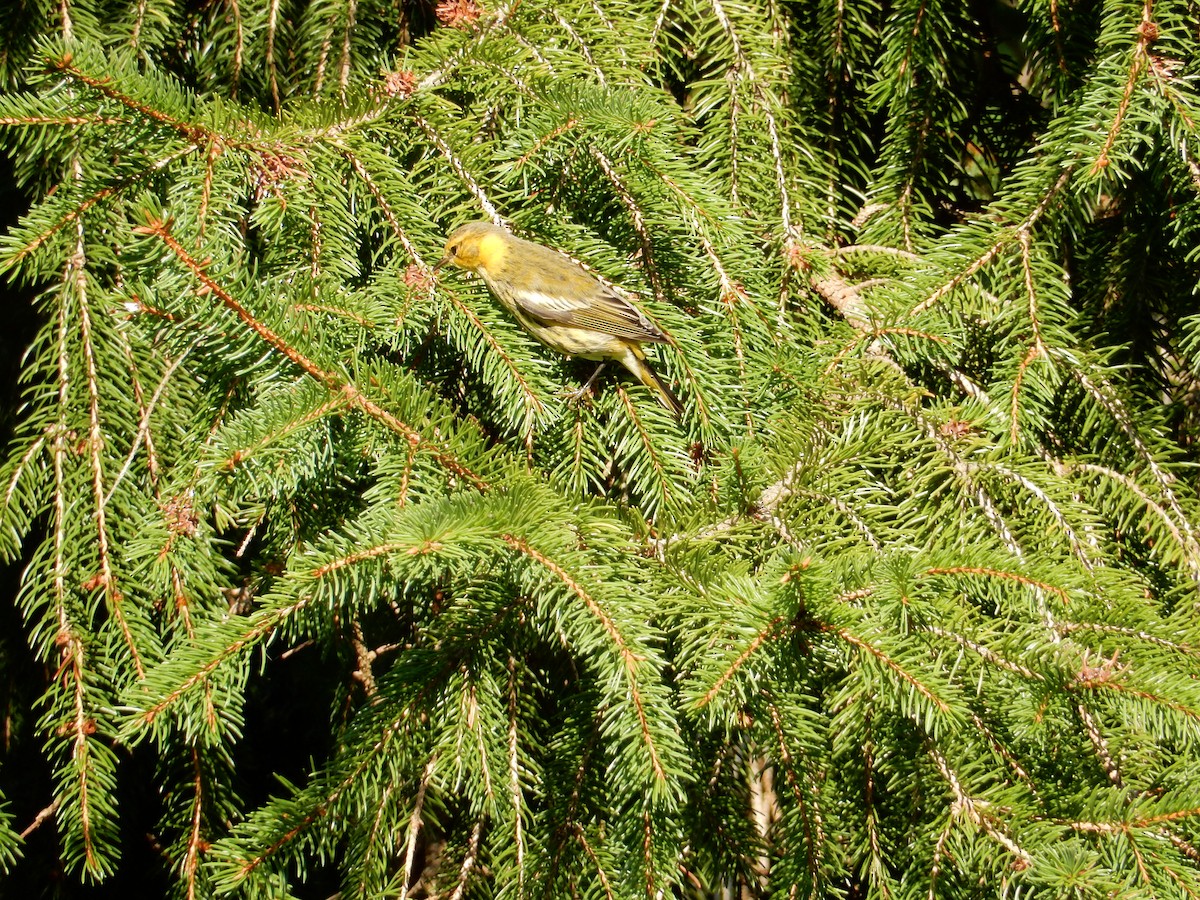 Cape May Warbler - ML141434101