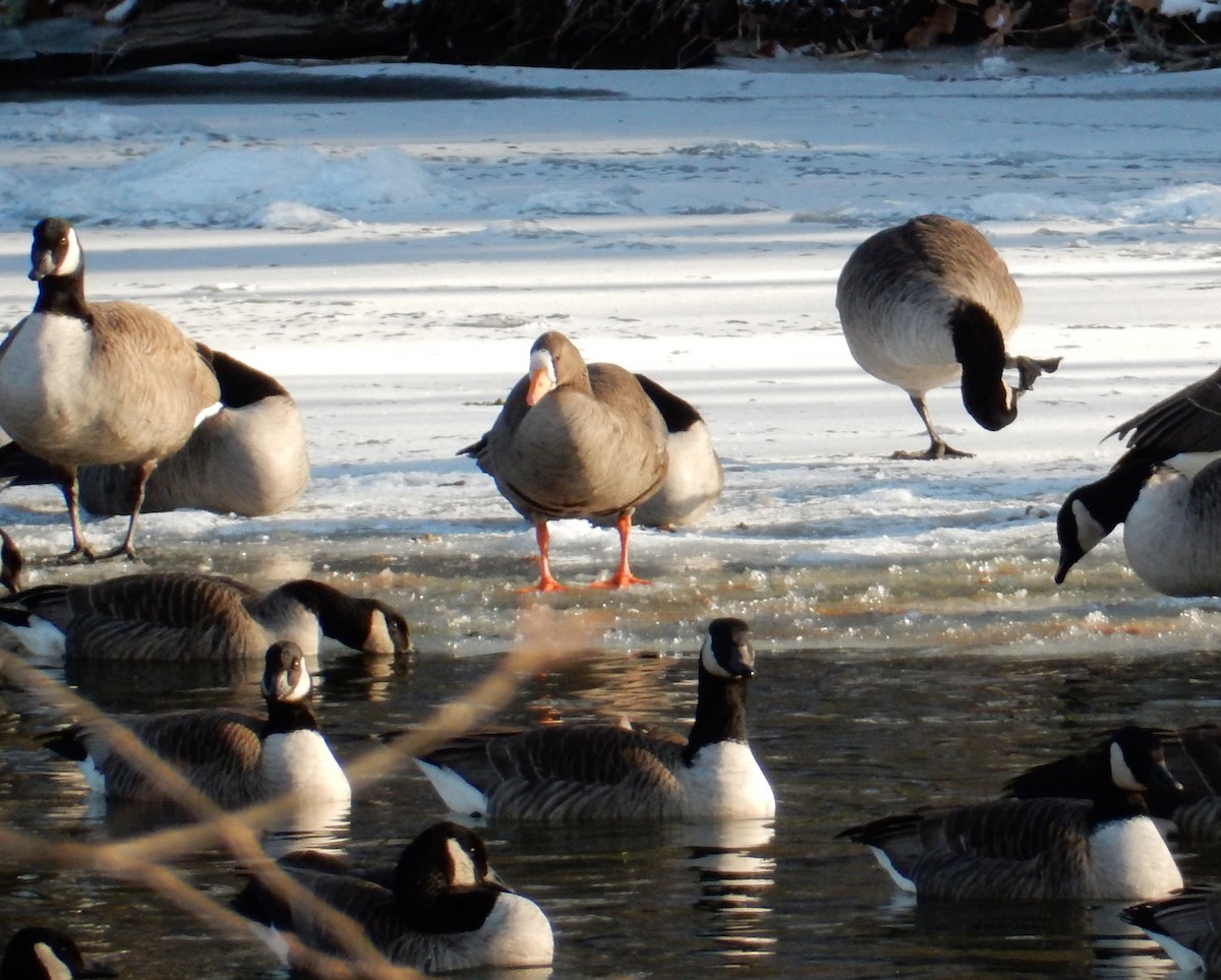 Greater White-fronted Goose - Alison Goessling