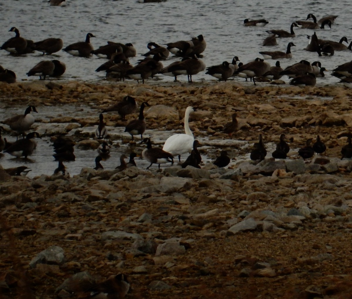 Tundra Swan - Alison Goessling