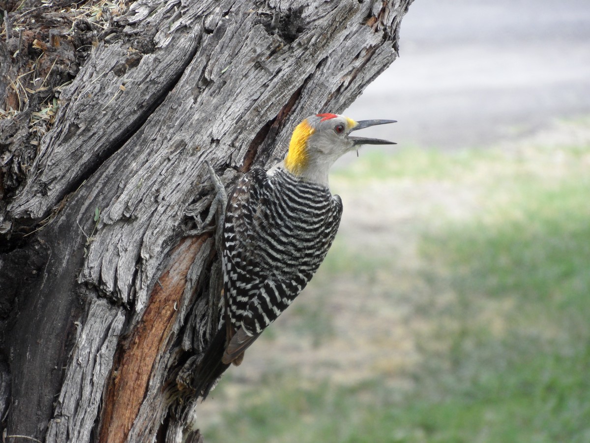 Golden-fronted Woodpecker - Chad Fike