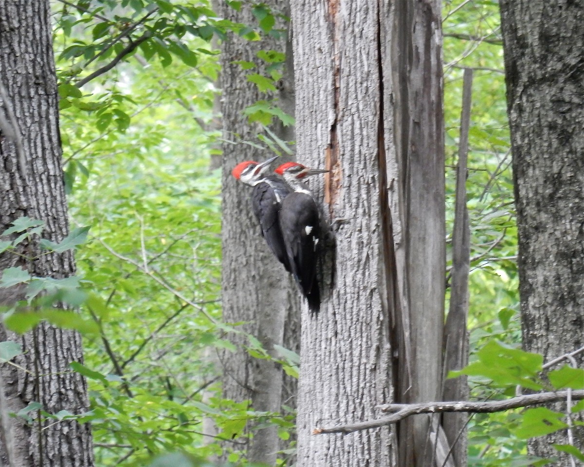 Pileated Woodpecker - ML141435151