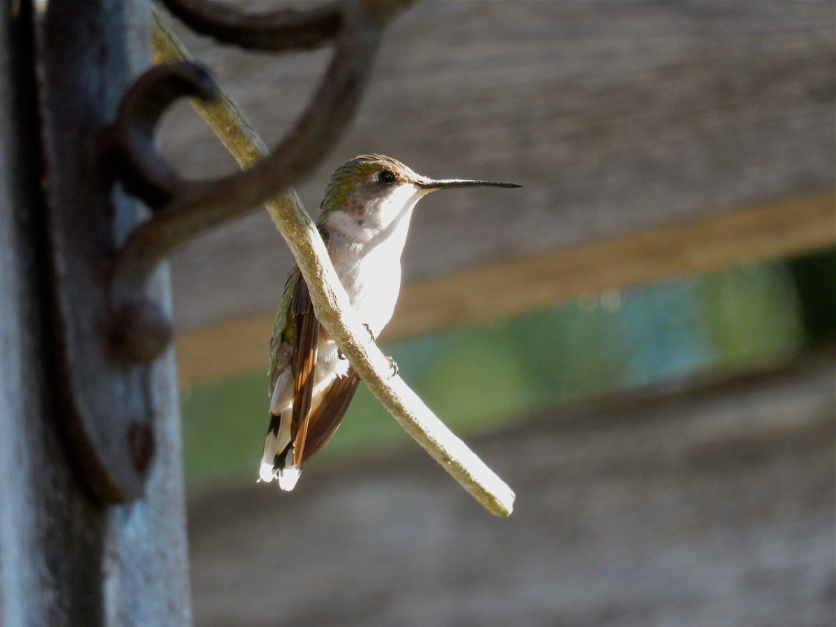 Ruby-throated Hummingbird - Alison Goessling