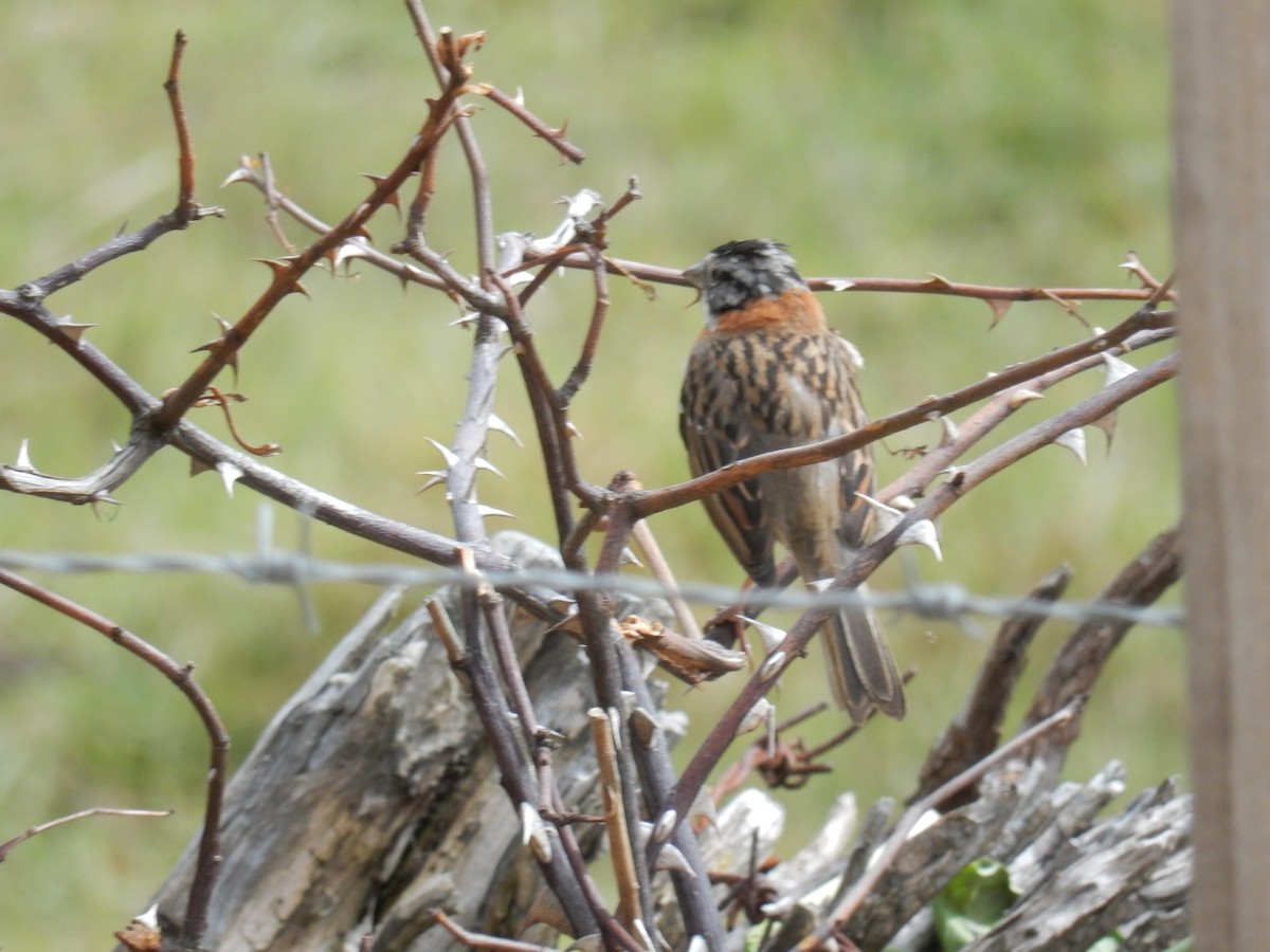 Rufous-collared Sparrow - ML141435771