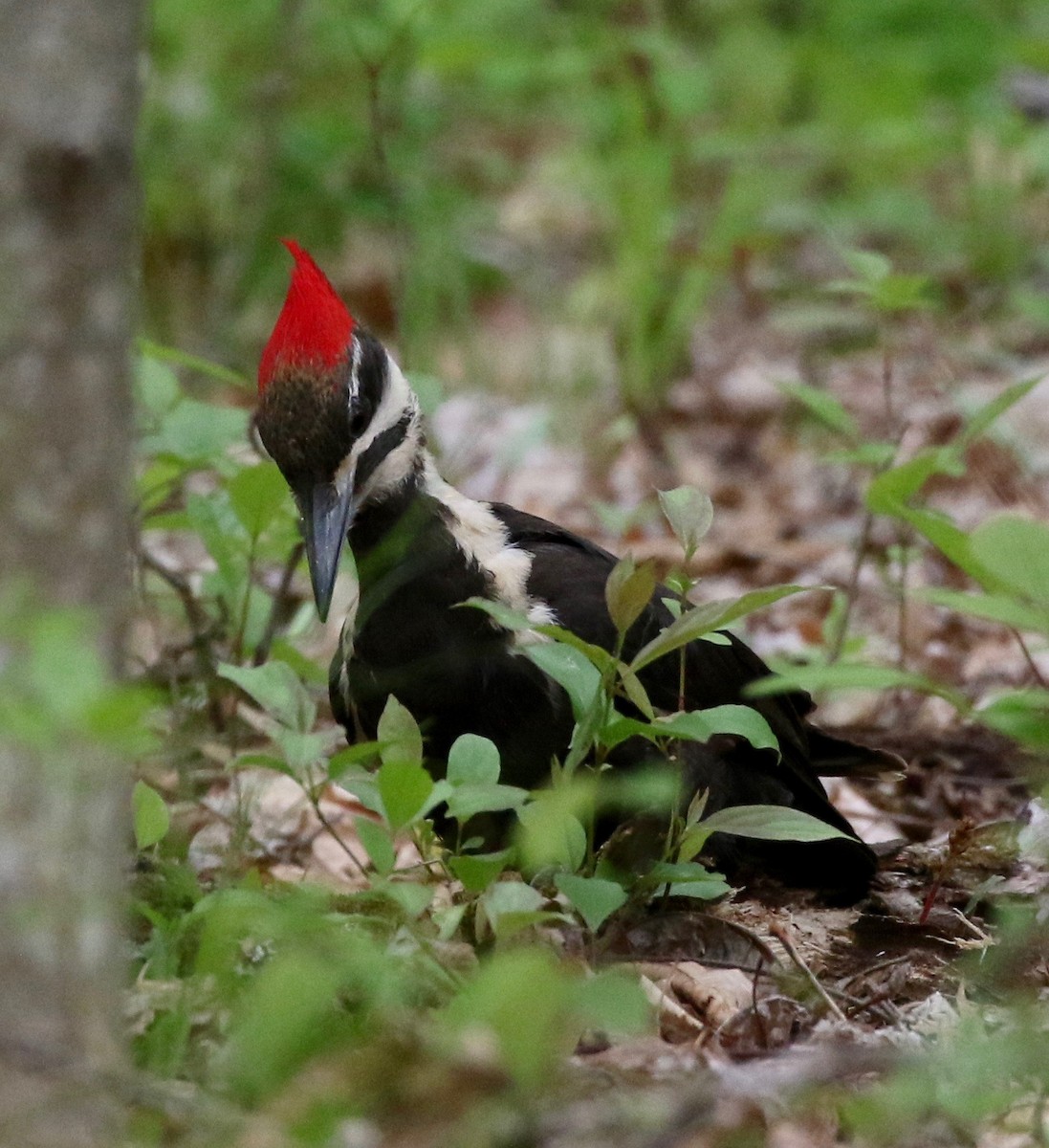 Pileated Woodpecker - Alison Goessling