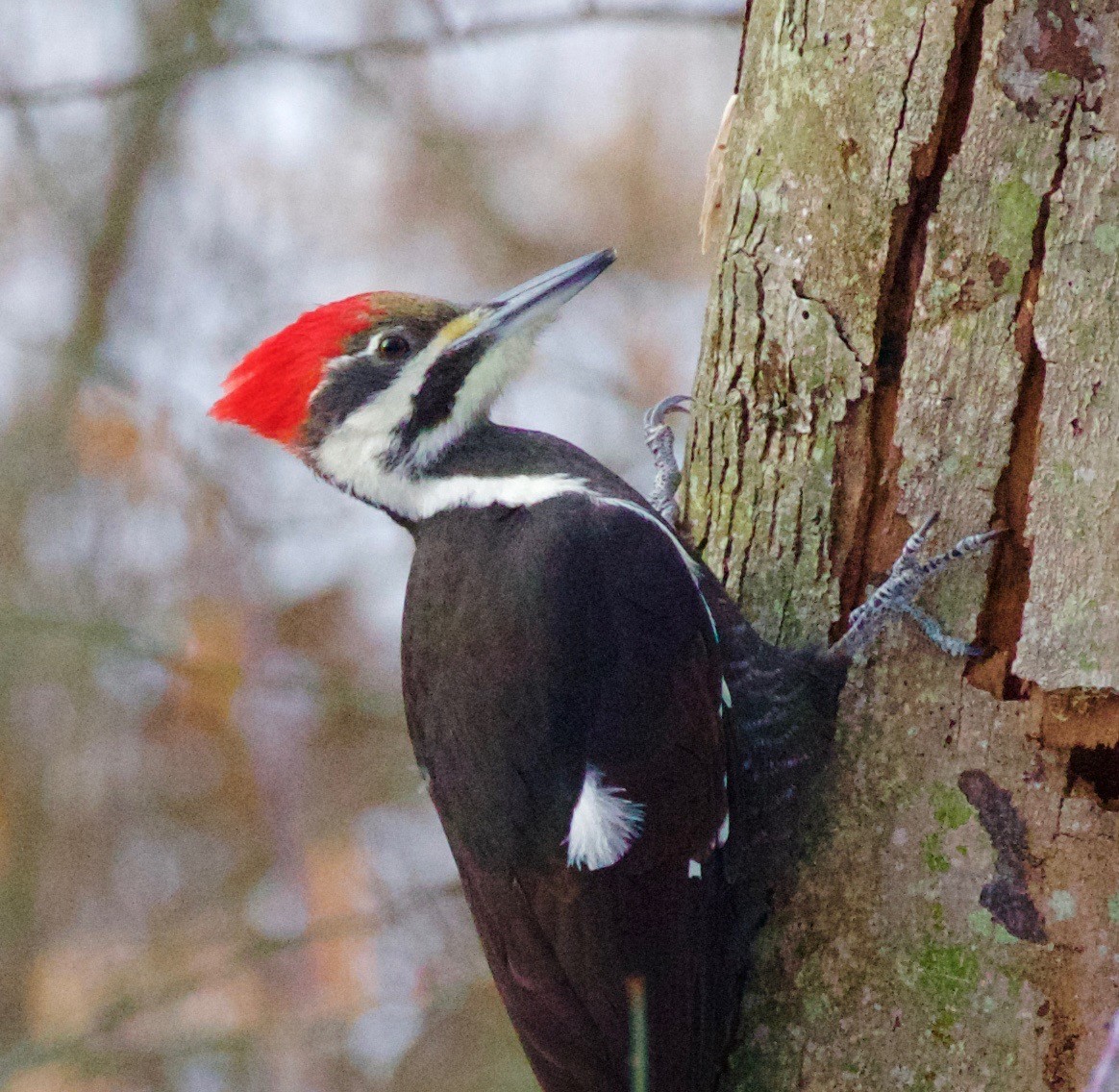 Pileated Woodpecker - ML141436321
