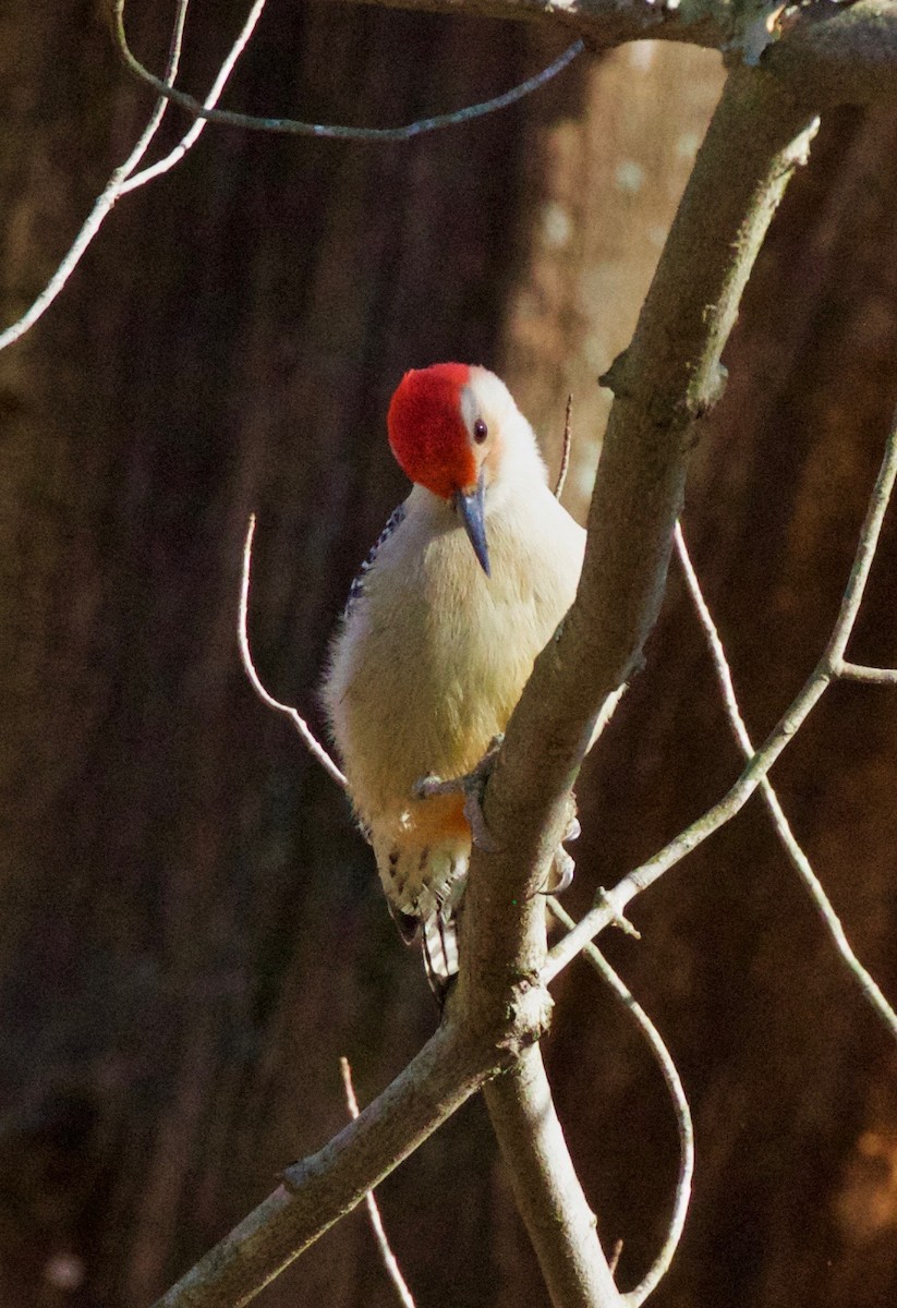 Red-bellied Woodpecker - Alison Goessling