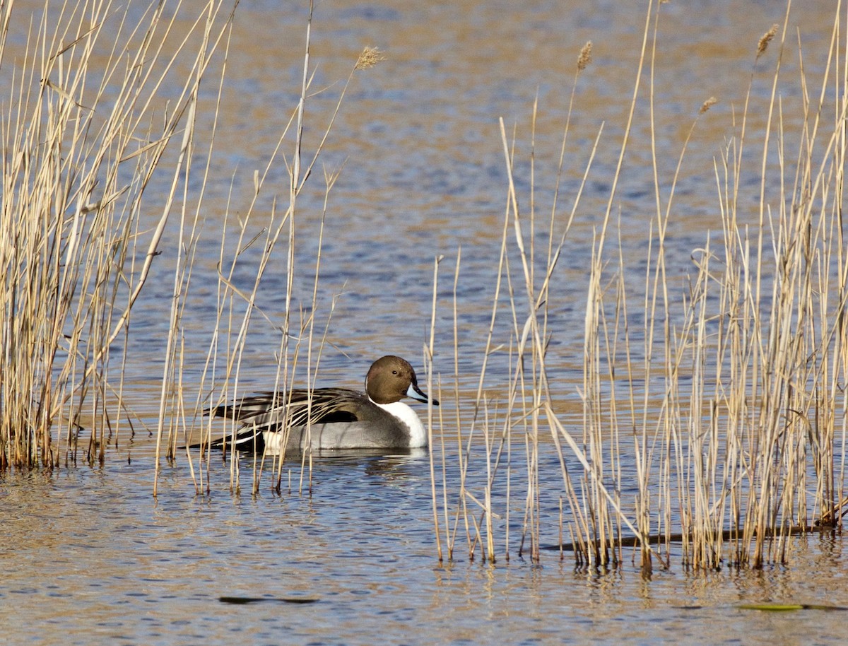 Northern Pintail - Alison Goessling
