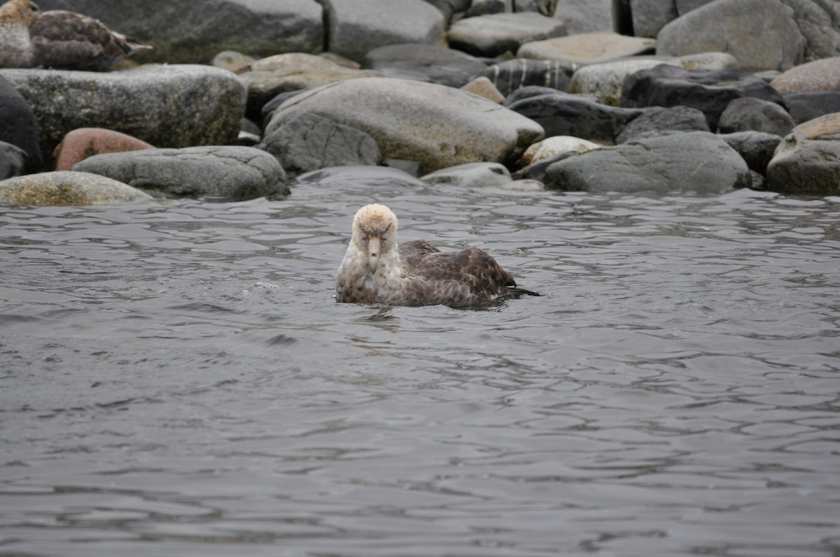 Southern Giant-Petrel - Heather Lauer