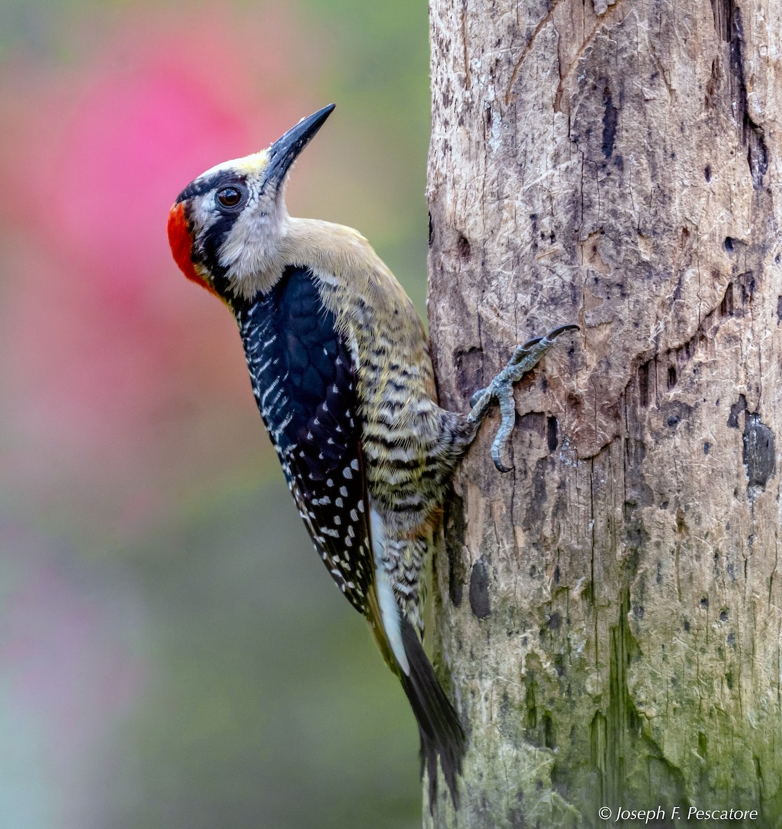 Black-cheeked Woodpecker - ML141438841